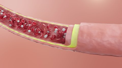 Red and white blood cells flow inside an artery, vein. Healthy arterial cross-section blood flow. Medical microbiological concept. Enrichment with oxygen and important nutrients, 3d Animation