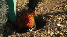 Portrait of a rooster close-up on the ground. Slow-motion video