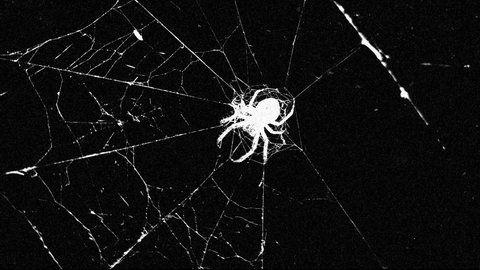 Old movie vintage movie projector cinematic effect - spider on a web. Black and white vintage horror spider movie effect. Monochrome video footage with spider: old film effect. Spider Web trembles