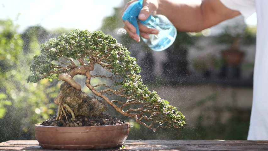 Watering beautiful Bonsai Tree in the morning, Bonsai is a Japanese art form which utilizes cultivation techniques to produce, in containers, small trees that mimic the shape and scale of full size. Royalty-Free Stock Footage #1061831113