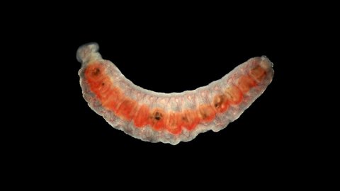 Oligochaeta worm under a microscope, type Annelida, sample found at Lake Baikal. Video may contain a part of the worm that moves and contracts