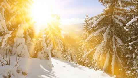 Drone footage snow covered trees at sunrise, winter nature beautiful Europe aerial pine forest mountain, fly to the shining sun, season travel white frozen nature idyllic