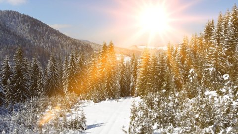 Drone footage snow covered trees at sunrise, winter nature beautiful Europe aerial pine forest mountain, fly to the shining sun, season travel white frozen nature idyllic