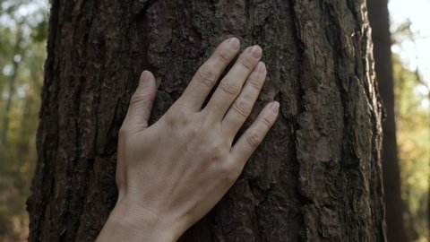 Female Hand Touching and Stroking Bark of Pine Tree in Forest. Hand Touching Old Majestic Oak Tree. Loving Nature. Harmony Calm Relaxation. Save Earth Green Planet .