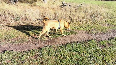 Red Dog running on green meadow. Happy joyful ginger dog has taken the trail and is sniffing outdoors. Service dog, bloodhound. Walk with your pet on path in the forest. Healthy active pets.
