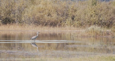 Heron Ardeidae bird walk on intermittent lake Cerknica water in autumn