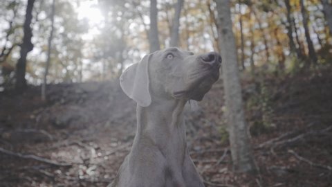 Watchful strong grown weimaraner dog at Montseny Spain