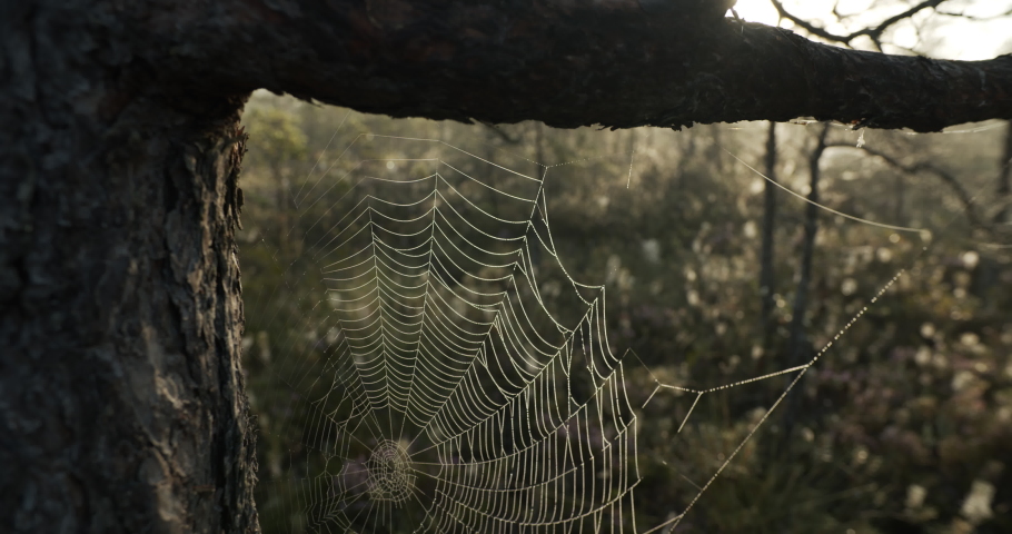 Spider web cobweb with dew drops in bog on tree in morning at sunrise Royalty-Free Stock Footage #1061844904