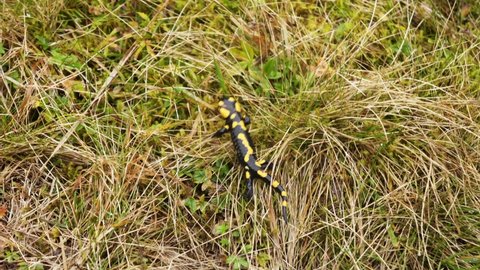 The fire salamander (Salamandra salamandra) crawling in the grass