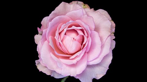 Beautiful opening pink rose . Petals of Blooming pink rose flower open, time lapse, close-up. Holiday, love, birthday design backdrop. Bud closeup. Macro. 4K UHD video timelapse स्टॉक व्हिडिओ