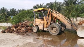 footage of the harvest oil palm delivery site before being transported to the processing factory.