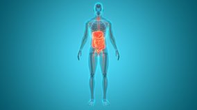 Human Digestive System Anatomy Animation Concept. 3D