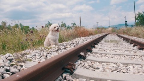 Small doggy sitting and running next to the train tracks.