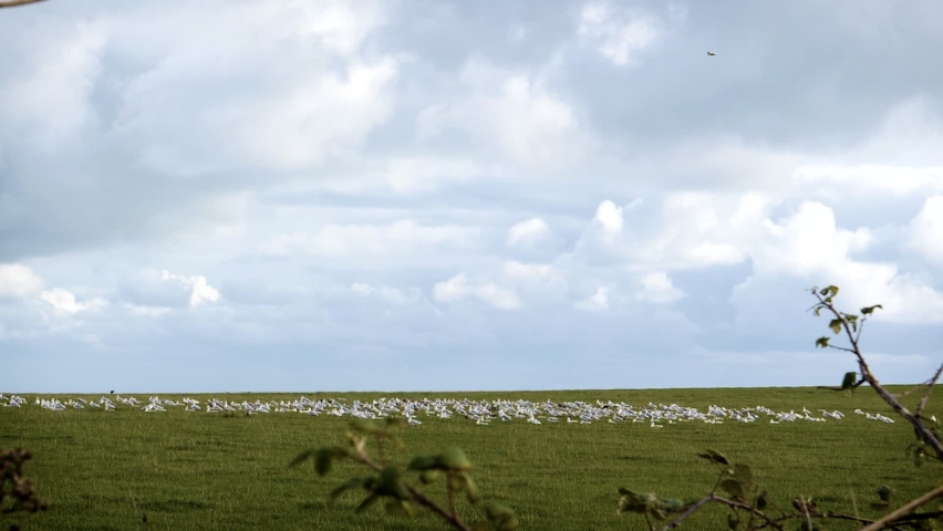 Flock of seagulls taking flight together on a green land full of grass. The high frame rate of the shot allowed to slow speed and have the video in slow-motion. The birds then fly under the clouds. Royalty-Free Stock Footage #1061865427