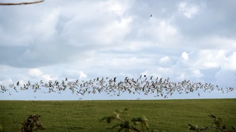 Flock of seagulls taking flight together on a green land full of grass. The high frame rate of the shot allowed to slow speed and have the video in slow-motion. The birds then fly under the clouds.