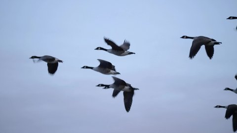 Wild geese flying in V formation - Close up tracking long shot