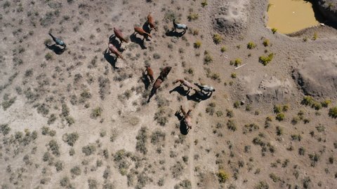 Aerial view away from a group of feral horses, free-roaming animals surrounded by endless desert and wilderness, sunny day, in USA - tilt up, drone shot