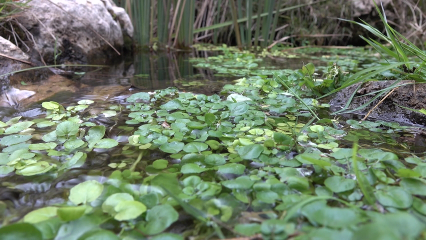 Serene pond with a soothing trickle of water flowing through it. Footage taken on a cloudy, windy day at Lincoln National Forest during late fall. Located in New Mexico.