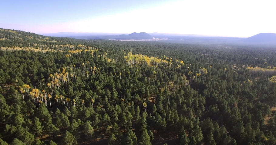 Aerial high altitude patches of gold aspen leaves break up the pine forest near Flagstaff, Arizona.