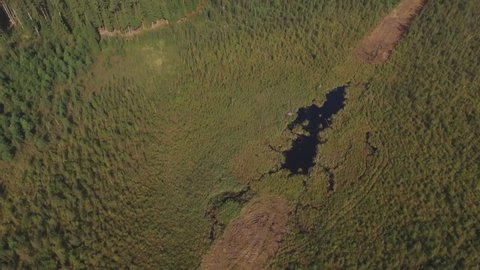 Swamp Formed in the Felled Cut-Out Forest Section. Aerial Arc Right Top Down Footage