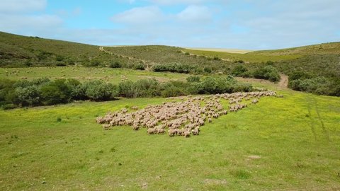 Herding a large flock of sheep in lush green paddock, low angle drone view