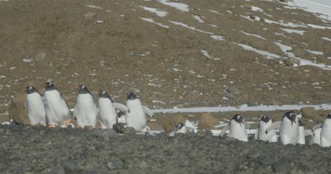 Antarctica - A group of Gentoo Penguins (Pygoscelis papua) walking along the rocky shore of a penguin colony in the Antarctic peninsula