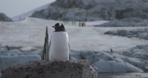Antarctica - A gentoo penguin (Pygoscelis papua) stands on top of a rock on the Antarctic peninsula 