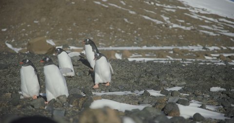 Antarctica - A group of Gentoo Penguins (Pygoscelis papua) walking along the rocky shore of a penguin colony in the Antarctic peninsula