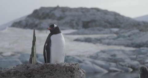 Antarctica - A gentoo penguin (Pygoscelis papua) stands on top of a rock on the Antarctic peninsula 