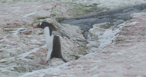 Antarctica - A young gentoo penguin (Pygoscelis papua) walks across the snow at a penguin colony in the Antarctic peninsula