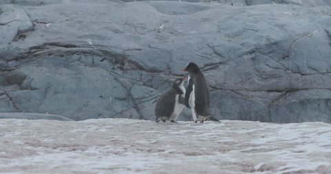 Antarctica - A young gentoo penguin (Pygoscelis papua) is fed by its mother at a penguin colony in the Antarctica peninsula