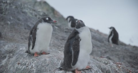 Antarctica - Young Gentoo penguins (Pygoscelis papua) standing on the rocks and malting at a penguin colony in the Antarctic peninsula 