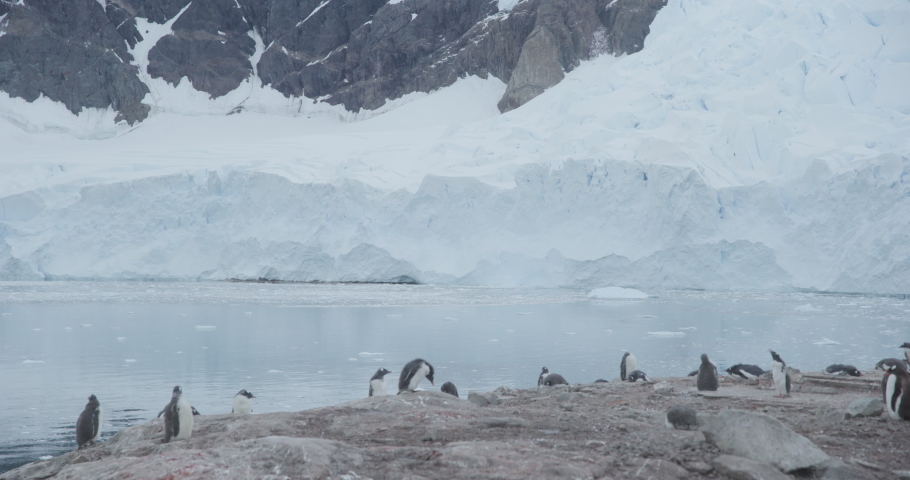 Antarctica - Gentoo penguins (Pygoscelis papua) standing on the rocks in front of a glacier at a penguin colony in the Antarctic peninsula  | Shutterstock HD Video #1061868289