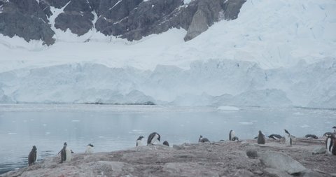 Antarctica - Gentoo penguins (Pygoscelis papua) standing on the rocks in front of a glacier at a penguin colony in the Antarctic peninsula 