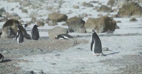 Antarctica - A group of Gentoo Penguins (Pygoscelis papua) in the snow on the Antarctic peninsula
