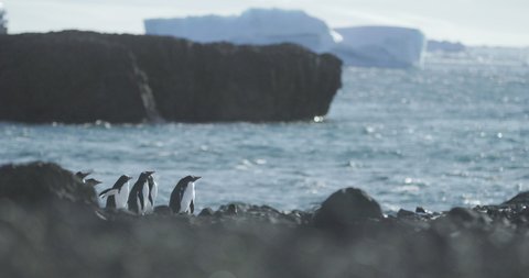 Antarctica - A group of Gentoo Penguin (Pygoscelis papua) walking along the shore of the Antarctic peninsula with the ocean in the background