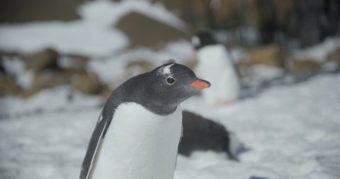 Antarctica - A Gentoo Penguin (Pygoscelis papua) looking towards the camera with another gentoo in the background on the Antarctic peninsula