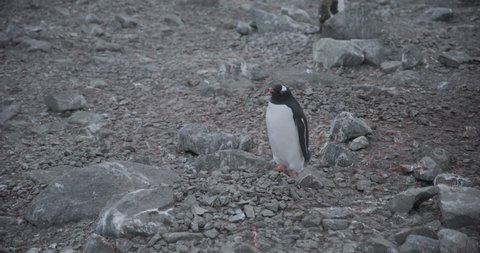 Antarctica - Gentoo penguins (Pygoscelis papua) standing on the rocks of a penguin colony in the Antarctic peninsula 