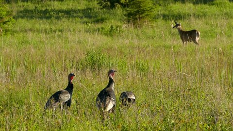 Abundance of wildlife portrayed in this nature scene with wild turkeys and deer