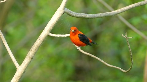 Migrating scarlet tanager bird filmed in Canada before long trip down south
