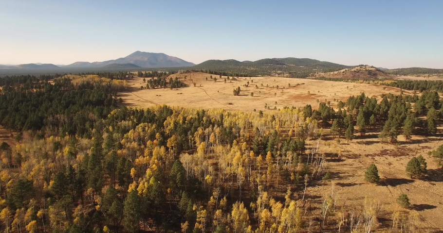 Aerial drone high altitude pass over golden aspen leaves to an open meadow, Flagstaff, Arizona.