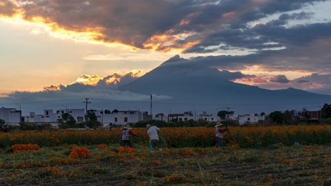 Time lapse of mexican farmers harvesting cempasuchil for dia the muertos during sunset with popocatepetl volcano in the background