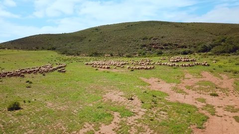 Large flock of sheep grazing on green hillside, Overberg South Africa