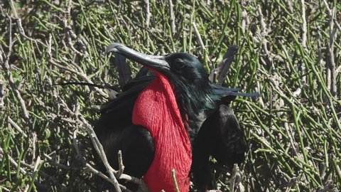 Male Frigate Bird with Red Gular Pouch Looking for Mates on Nest on Genovesa Island, Galapagos