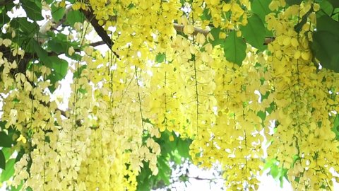 Cassia fistula or Golden shower flowers bloom in the early sunshine. Flowers usually bloom in late spring and early summer