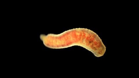 Oligochaeta worm under a microscope, type Annelida, sample found at Lake Baikal. The video shows the movement and contraction of the body and internal organs