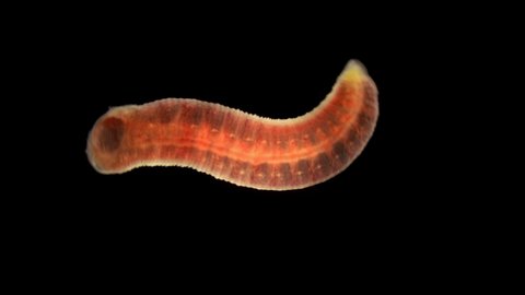 Oligochaeta worm under a microscope, type Annelida, sample found at Lake Baikal. The video shows the movement and contraction of the body and internal organs