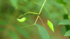 Caterpillars feeding on leaves of karrod tree(siamese cassia) with green cocoon  nearby,which is mostly found in south asia,time lapse video