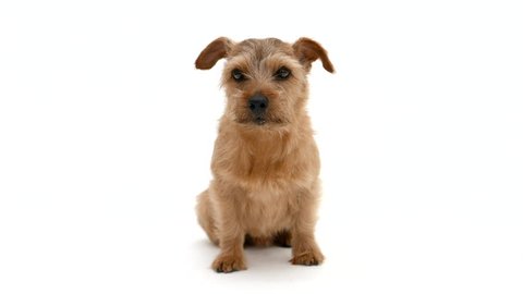 Norfolk Terrier Dog Against White Stock Footage Video 100 Royalty Free Shutterstock