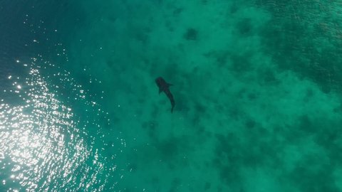 Flyover shot of a swimming whaleshark thats looking for food in the ocean at the Philippines Cinematic Drone Aerial in 4K